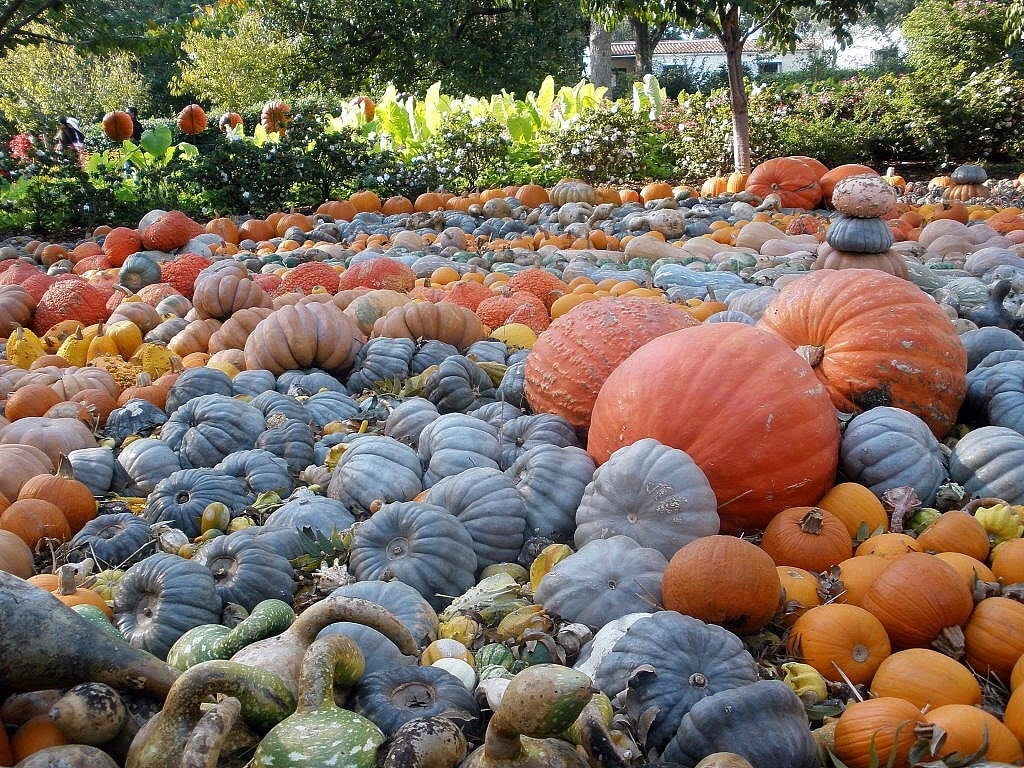Discover Dallas: A Guide to Our Top 4 Area Fall Festivals